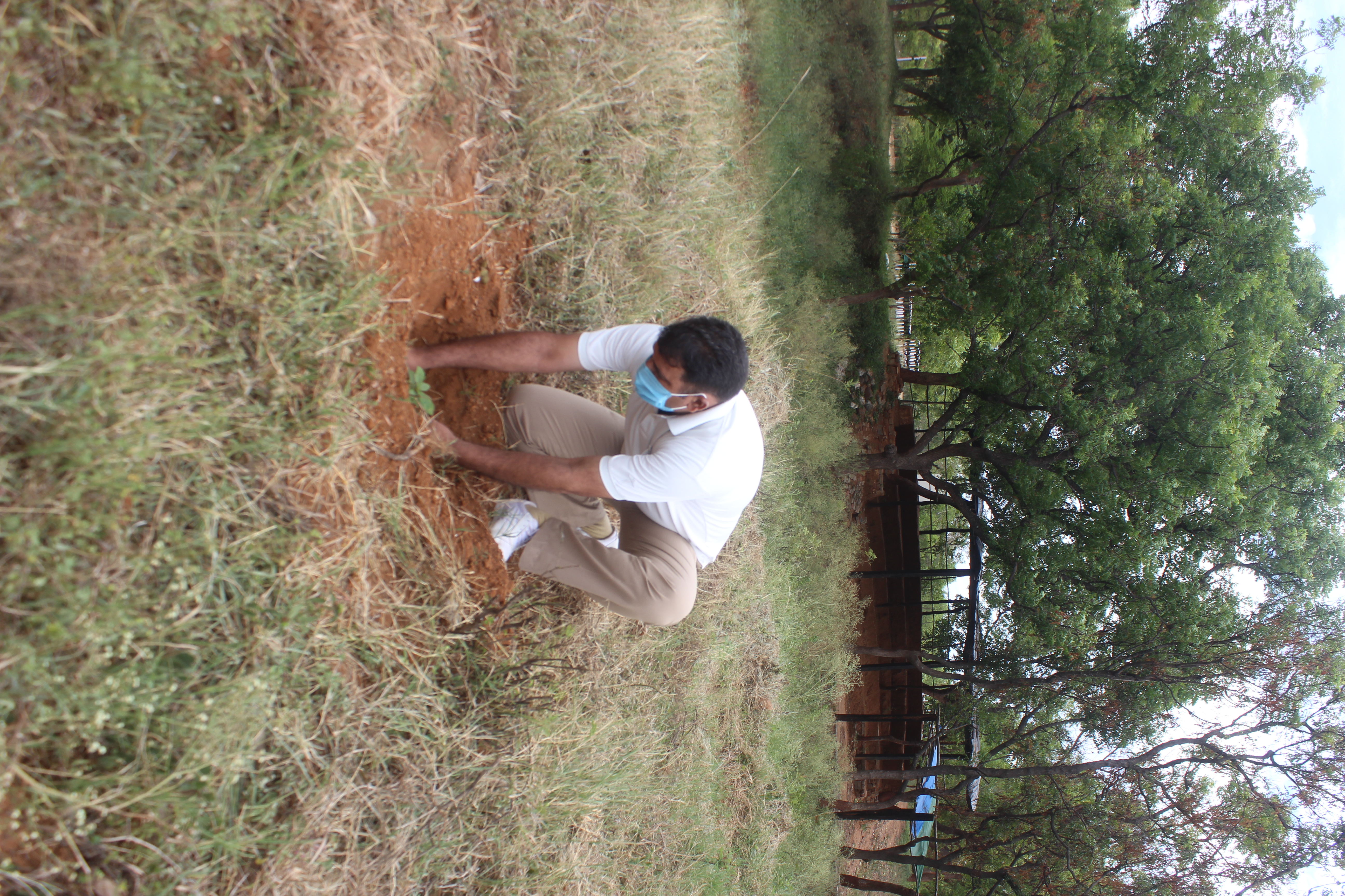   PROGRESS OF TREE PLANTATION