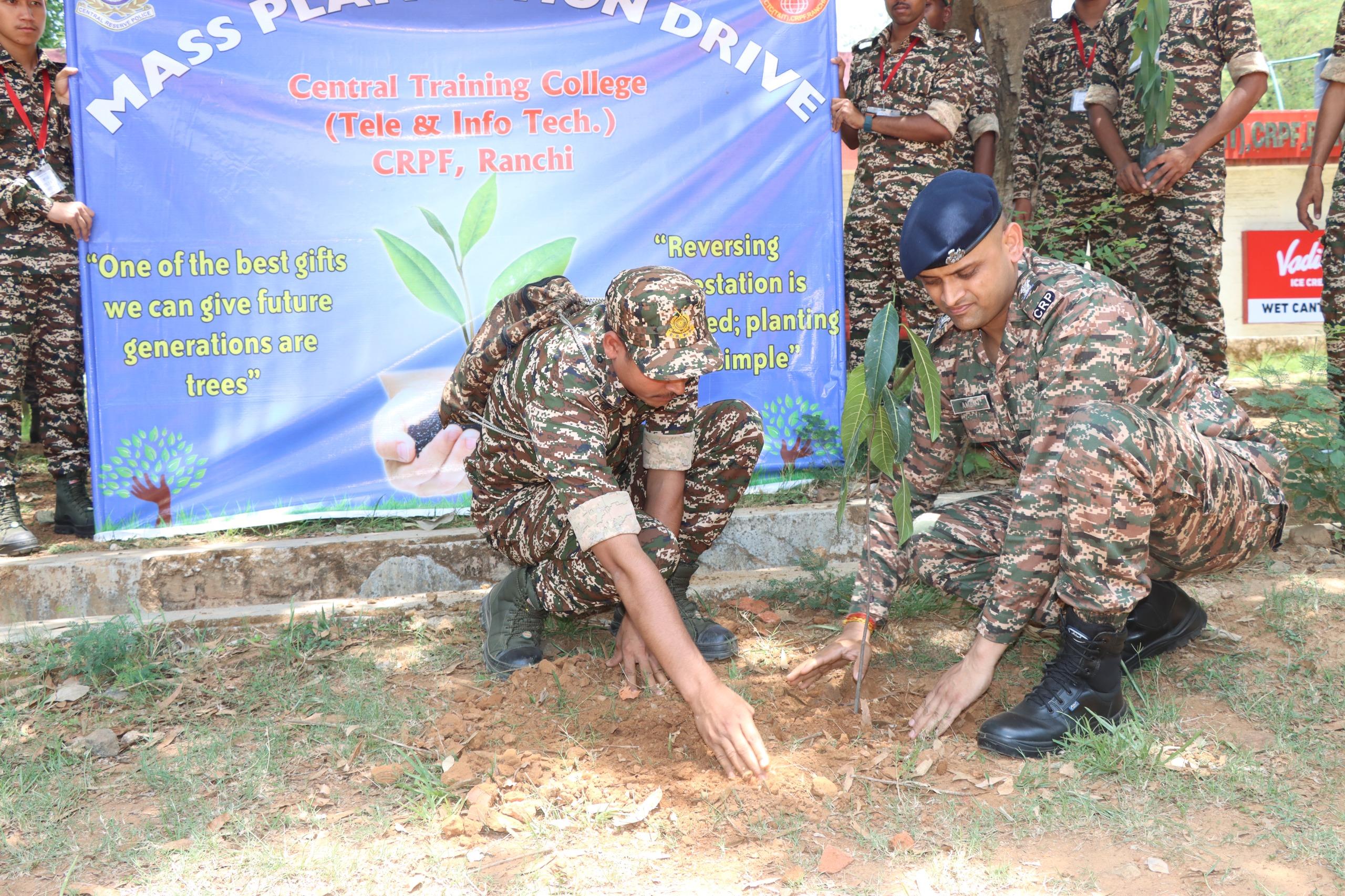   mass plantation