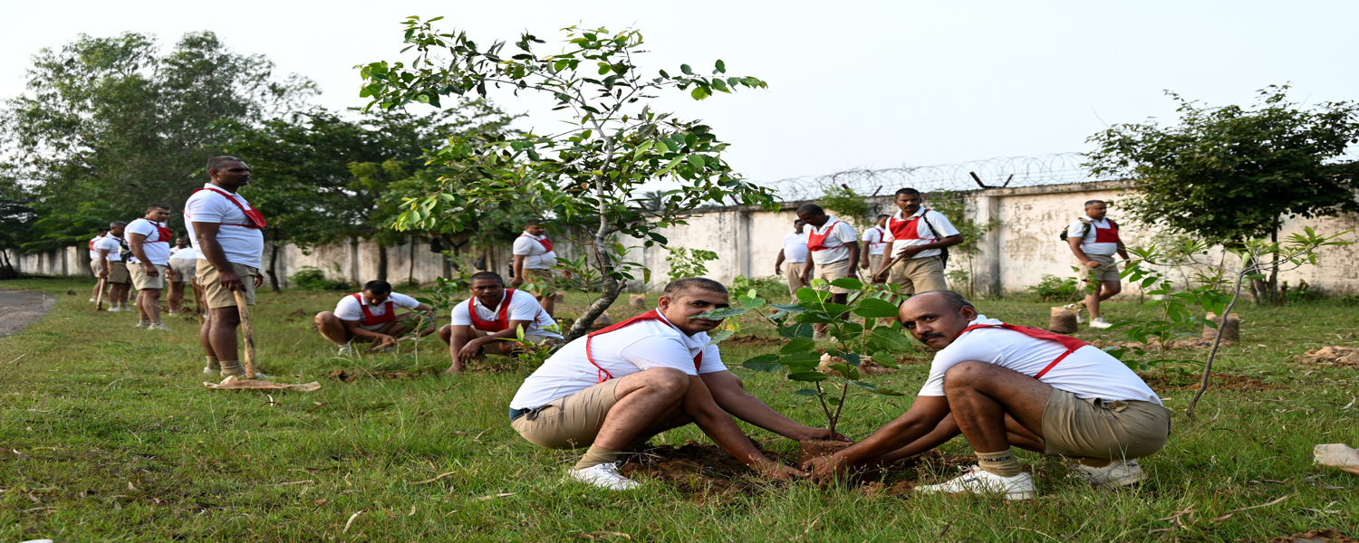 PLANTATION