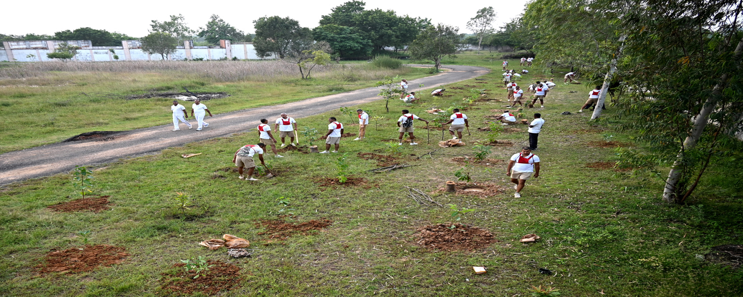 PLANTATION